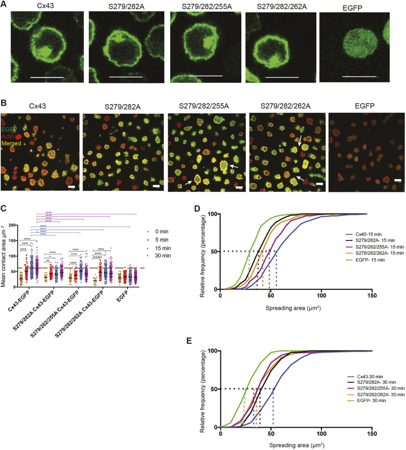 Fig. 7. Double and triple mutations of Cx43 carboxyl tail have mixed effects on BCR-mediated spreading in transduced B-cell populations. (A) Localization of Group 2 double and triple mutants S279/282A, S279/282/255A and S279/282/262A along with WT Cx43-EGFP and EGFP expressed in J558μm3 cells. (B) Membrane spreading of J558μm3 cells expressing WT Cx43, Group 2 triple mutants and cells expressing EGFP. Images were obtained at the contact site of the cells and stimulatory coverslips at 15 min time points using a laser-scanning confocal microscope as described. Number of cells was >100 for each time point. Cells were stained for actin using Rhodamine-Phalloidin. Arrows indicate spreading cells in triple-mutant-expressing cells. Cx43-EGFP=green, actin=red, merged=yellow. (C) Quantification of the spreading area at the different time points as described for Fig. 2. The significance of the data was identified based on two-way ANOVA and a Tukey's test. Asterisks (*) denote significant differences determined by P-values (P: 0.01 to 0.05): **P≤0.01; ****P<0.0001. Data shown are representative of three independent experiments. (D,E) Relative frequency (percentages) of cells expressing Group 2 mutants with respect to the spreading area at the 15 min (D) and 30 min (E) time points. Data shown are representative of three independent experiments. Scale bars: 10 μm.