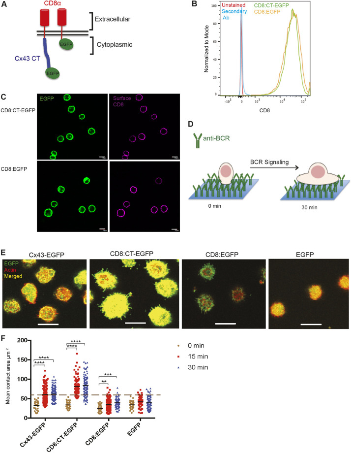 Fig. 2. Expression, characterization and effects of CD8α:Cx43 CT-EGFP in J558µm3 and WEHI231 cells. (A) Schematic of the chimeric proteins at the plasma membrane. Human CD8α (containing the extracellular, transmembrane with the first 4 aa of the cytoplasmic domain) fused to the CT of rat Cx43 (aa 242-382) and to an EGFP tag is illustrated on the left. The control protein composed of human CD8α, as explained above, fused to EGFP is shown on the right. (B) Cell surface localization of CD8α:Cx43 CT-EGFP (labeled CD8:CT-EGFP) and CD8α:EGFP (CD8:EGFP) in J558μm3 cells by flow cytometry. Cells expressing the two proteins were stained with OKT8 mouse antibody (anti-human CD8α) followed by an anti-mouse Alexa Fluor 647 secondary antibody. Unstained and secondary antibody alone cells were used as controls. (C) Cellular localization of CD8:Cx43 CT-EGFP and CD8:EGFP in transduced J558μm3 cells by IF to detect the EGFP and surface CD8 (staining without permeabilization) using confocal microscopy. Optical sections from the middle of the cells were obtained using a laser-scanning confocal microscope. (D) Schematic of the spreading assay. Glass coverslips were coated with anti-BCR antibody overnight. Cells were incubated on the coverslips for different times then fixed and stained for IF. BCR signaling results in B-cell spreading. (E) Representative images of the spread area of J558μm3 cells expressing CD8:Cx43 CT-EGFP and controls WTCx43-EGFP, CD8:EGFP and EGFP at 15 min time point. Number of cells was >100 for each time point and the majority of the cells had a similar phenotype to those shown. Cells were stained for actin using Rhodamine-Phalloidin. Cx43=green; CD8 when indicated=green; actin=red; merged=yellow. Images were obtained at the interface of the coverslips and the cells (contact site=spreading area) using a laser-scanning confocal microscope. The green color for cells expressing EGFP was enhanced slightly because of dimmer levels of EGFP alone on AP2 vector compared with NAP2 vector (also applies for same conditions in other figures). (F) Quantification of the spreading area at time points after BCR stimulation using Image Pro Plus 6.2 analysis software (Media Cybernetics, Rockville, MD, USA). The dashed line indicates average spreading area for cells expressing WT Cx43 at 15 min, when maximum spreading area is usually reached under these conditions. The significance of the data was identified based on two-way ANOVA and a Tukey's test: **P≤0.01; ***P≤0.001; ****P<0.0001. The data shown are representative of more than three independent experiments. Scale bars: 10 μm.