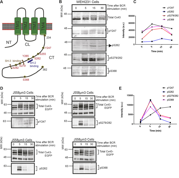 Fig. 1. Serine (S) and tyrosine (Y) residues of the carboxyl tail of Cx43 are phosphorylated following BCR stimulation. (A) Schematic of a Cx43 monomer at the plasma membrane showing the amino terminus (NT), the four transmembrane domains (TM1-4), the cytoplasmic loop (CL) and the carboxyl tail (CT). The residues depicted in red are some of the potential phosphorylation sites. An SH-2 binding domain is shown in blue; Y265 and SH3-binding domain (proline-rich region) is indicated with brown brackets from Proline (P) 274 to P284. (B) Western blots showing the phosphorylation of CT residues of endogenous Cx43, Y247, S262, S278, S282 and S368, in response to BCR stimulation by anti-IgM crosslinking for the times indicated, in the immature mouse B lymphoma cell line WEHI231. Top panel shows total Cx43 and lower panels are individual blots detecting pY247, pS262, pS279/282 and pS368. (C) Sum of band densities presented in B were quantified using ImageJ and plotted using GraphPad Prism7. (D) Western blots showing the phosphorylation of CT residues of transduced Cx43-EGFP, Y247, S262, S278, S282 and S368 in response to BCR stimulation by anti-IgM crosslinking for the times indicated, in the BCR-positive mouse B plasmacytoma cell line J558μm3. (E) Sum of band densities presented in D were quantified using ImageJ and plotted using GraphPad Prisim7. All data shown are representative of two independent experiments.