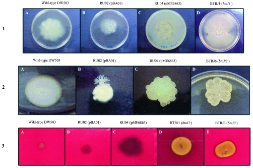 FIG. 2.