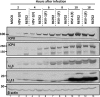 Fig 7