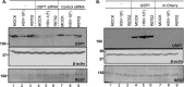 Fig 10