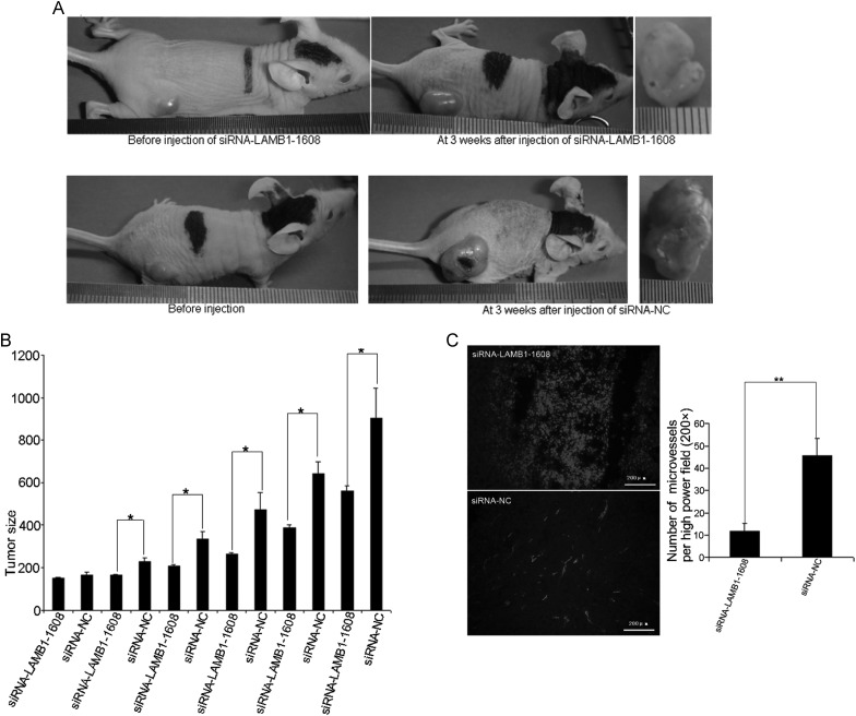 Fig. 11.