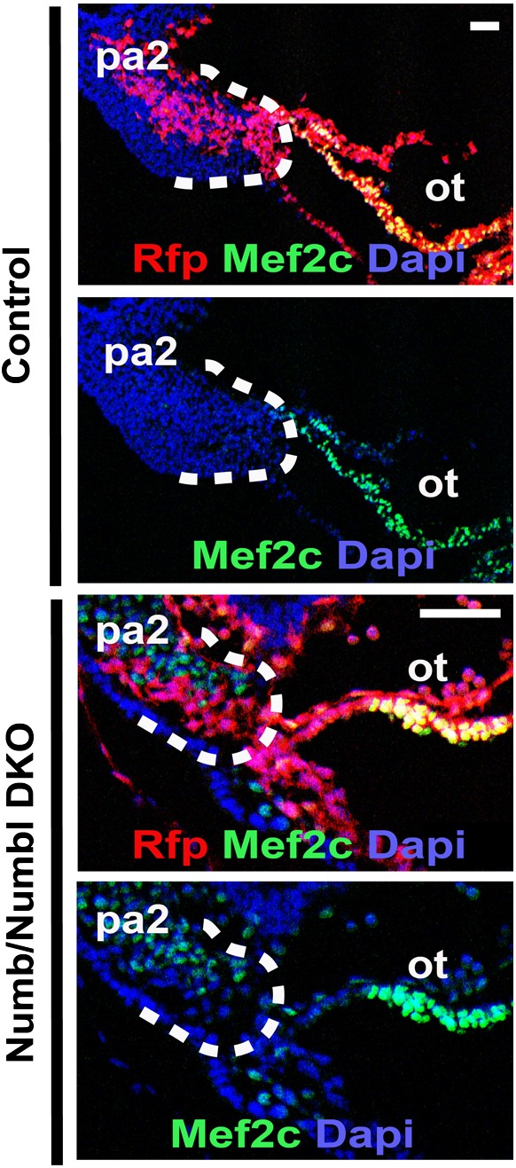 Figure 2—figure supplement 2.