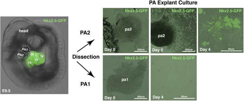 Figure 3—figure supplement 3.