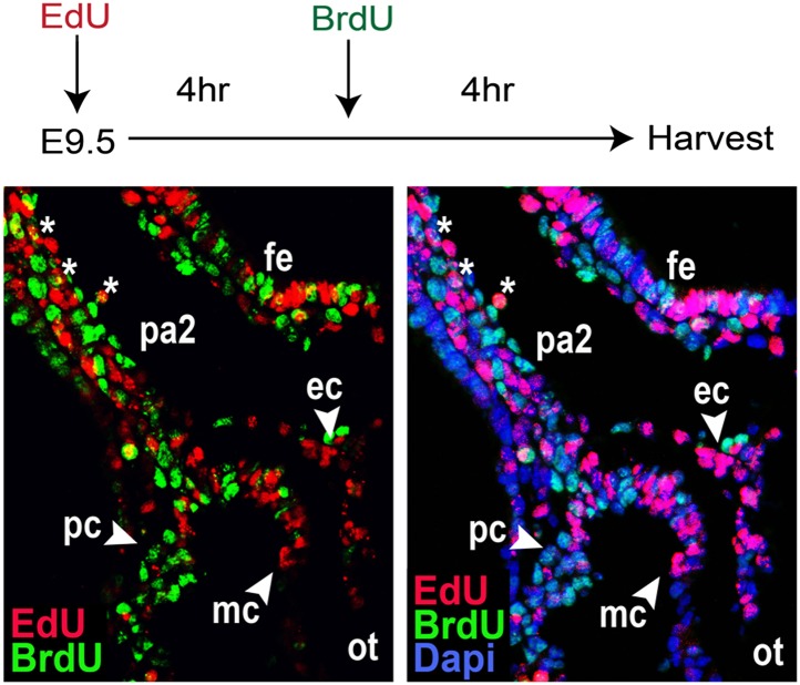 Figure 3—figure supplement 1.