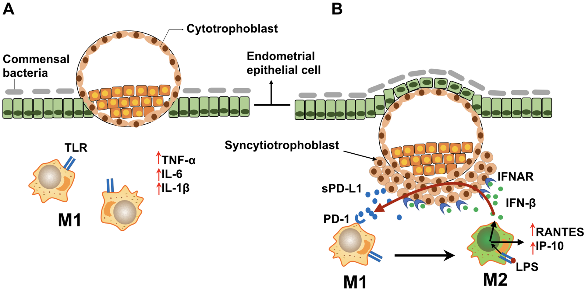 Figure 13.