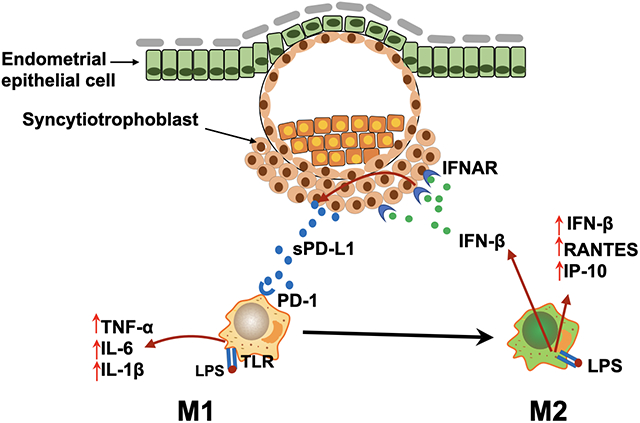 graphic file with name nihms-1608639-f0001.jpg