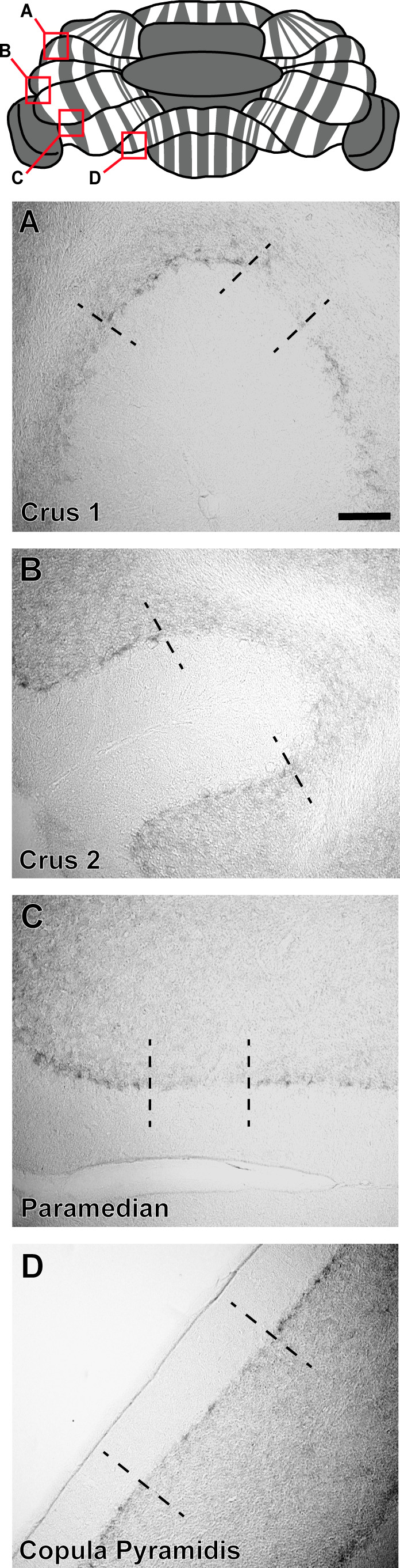 Figure 2—figure supplement 1.