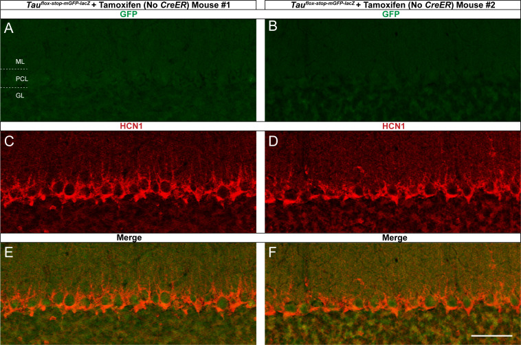 Figure 6—figure supplement 1.