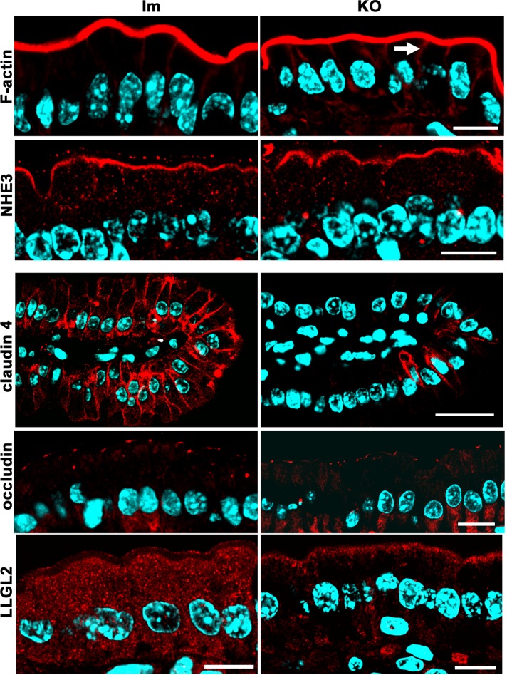 FIGURE 3: