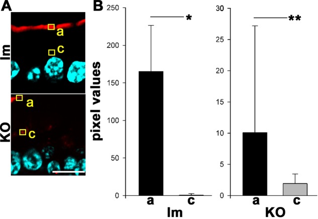 FIGURE 5: