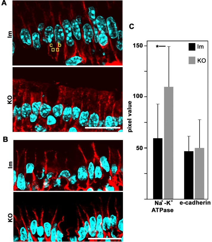 FIGURE 6: