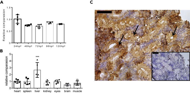 Figure 1