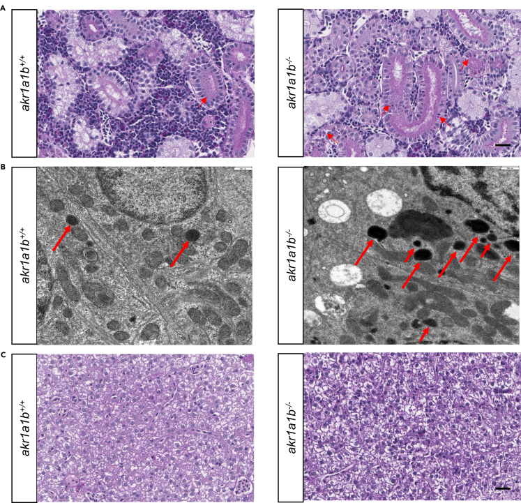 Figure 4