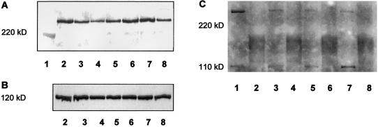 Figure  2