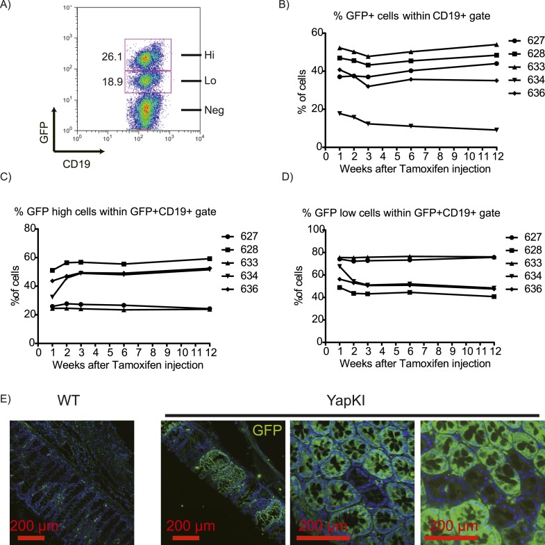 Figure 1—figure supplement 2.