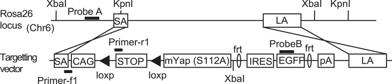 Figure 1—figure supplement 1.