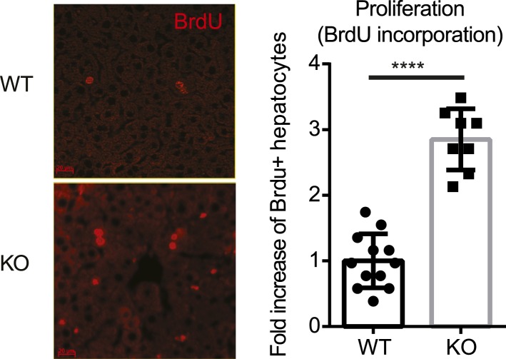 Figure 4—figure supplement 5.