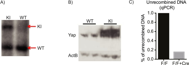 Figure 1—figure supplement 3.