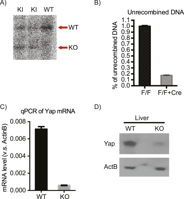 Figure 4—figure supplement 2.