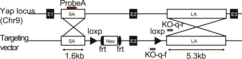 Figure 4—figure supplement 1.