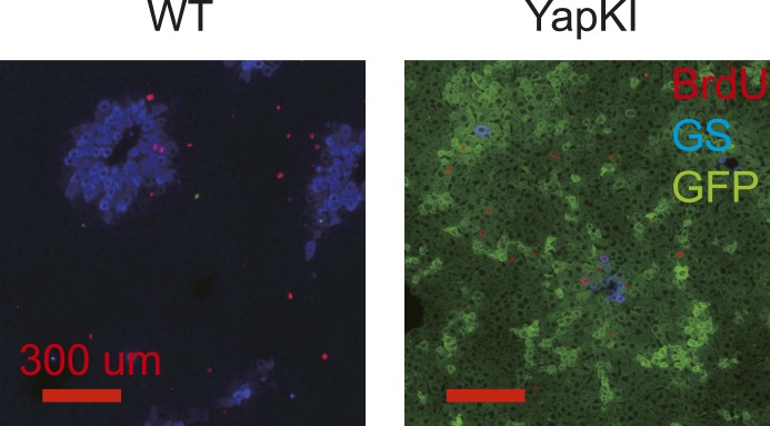 Figure 3—figure supplement 2.