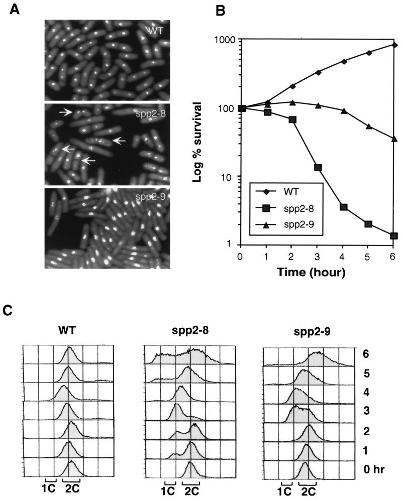 FIG. 1