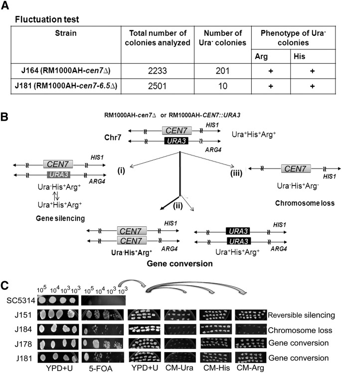 Figure 6.