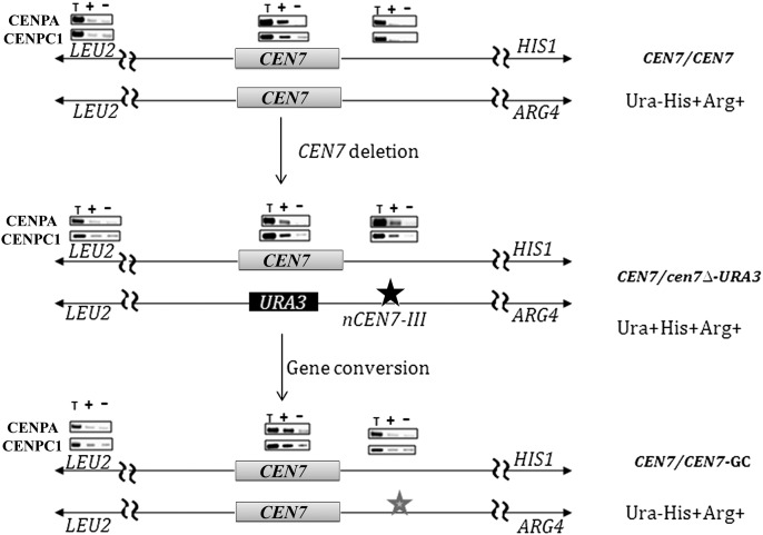 Figure 7.