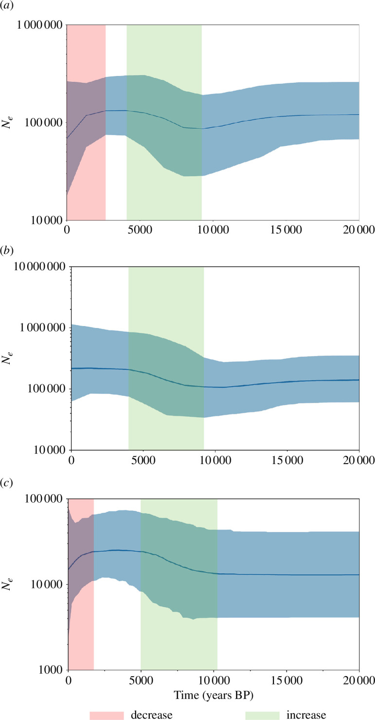 Long-term demography of D. dugon investigtated using coalescent Bayesian skyline plots shows recent rapid reduction of female effective population size in western Indo-Pacific populations.