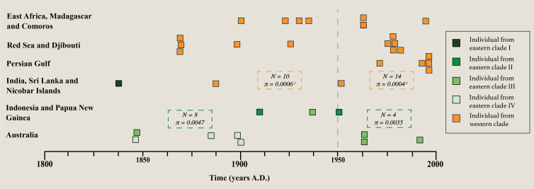 Temporal genomics of D. dugon in the Indo-Pacific region demonstrate that there has been a significant loss of genetic diversity in the western clade over recent times.