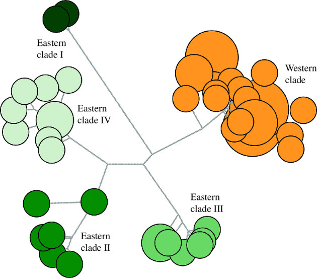 An unrooted haplotype network of 56 dugong individuals reflecting vastly different levels of divergence between eastern and western clades.