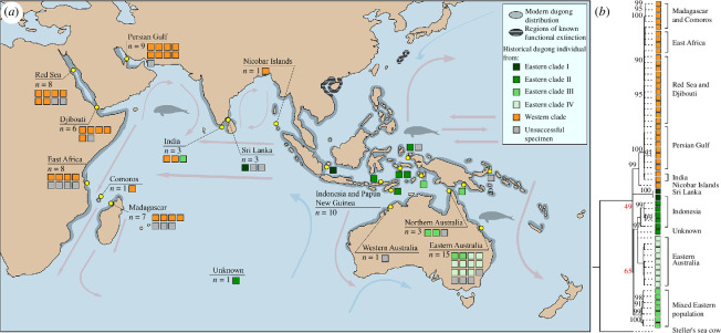 Distinct Indo-Pacific population structure of D. dugon revealed by historical mitogenomes.