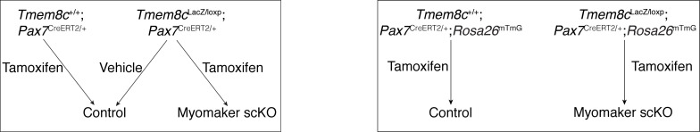 Figure 2—figure supplement 1.