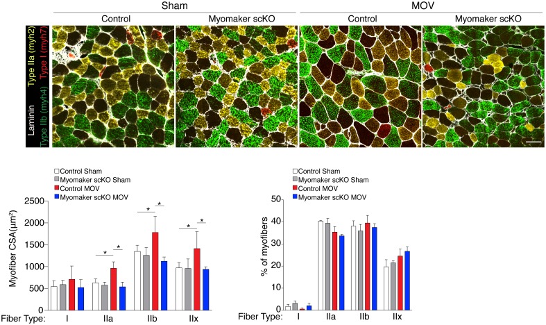 Figure 3—figure supplement 1.