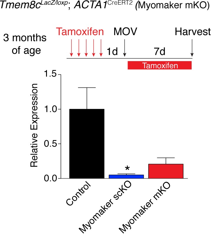 Figure 2—figure supplement 3.