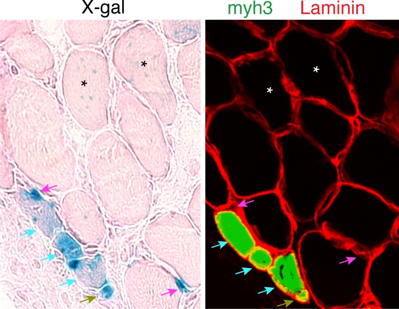 Figure 1—figure supplement 1.