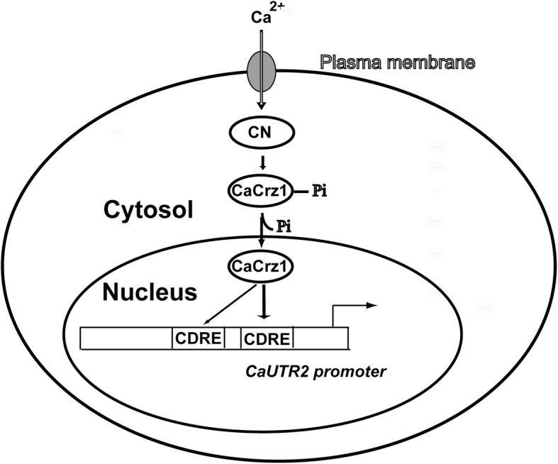 Fig. 6