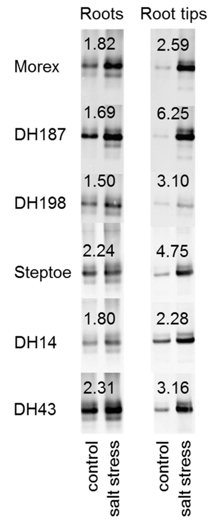 Figure 5