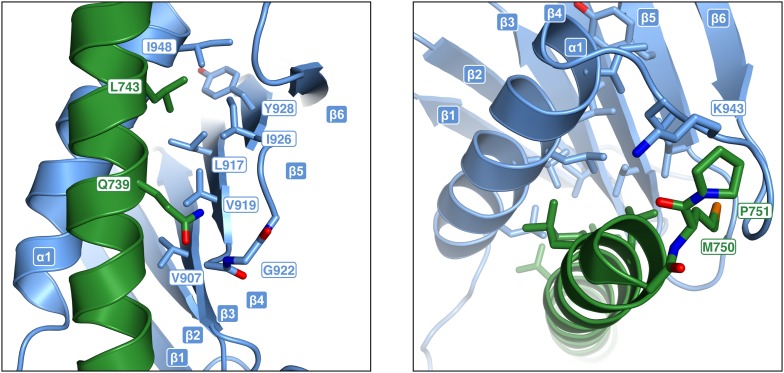 Figure 6—figure supplement 1.