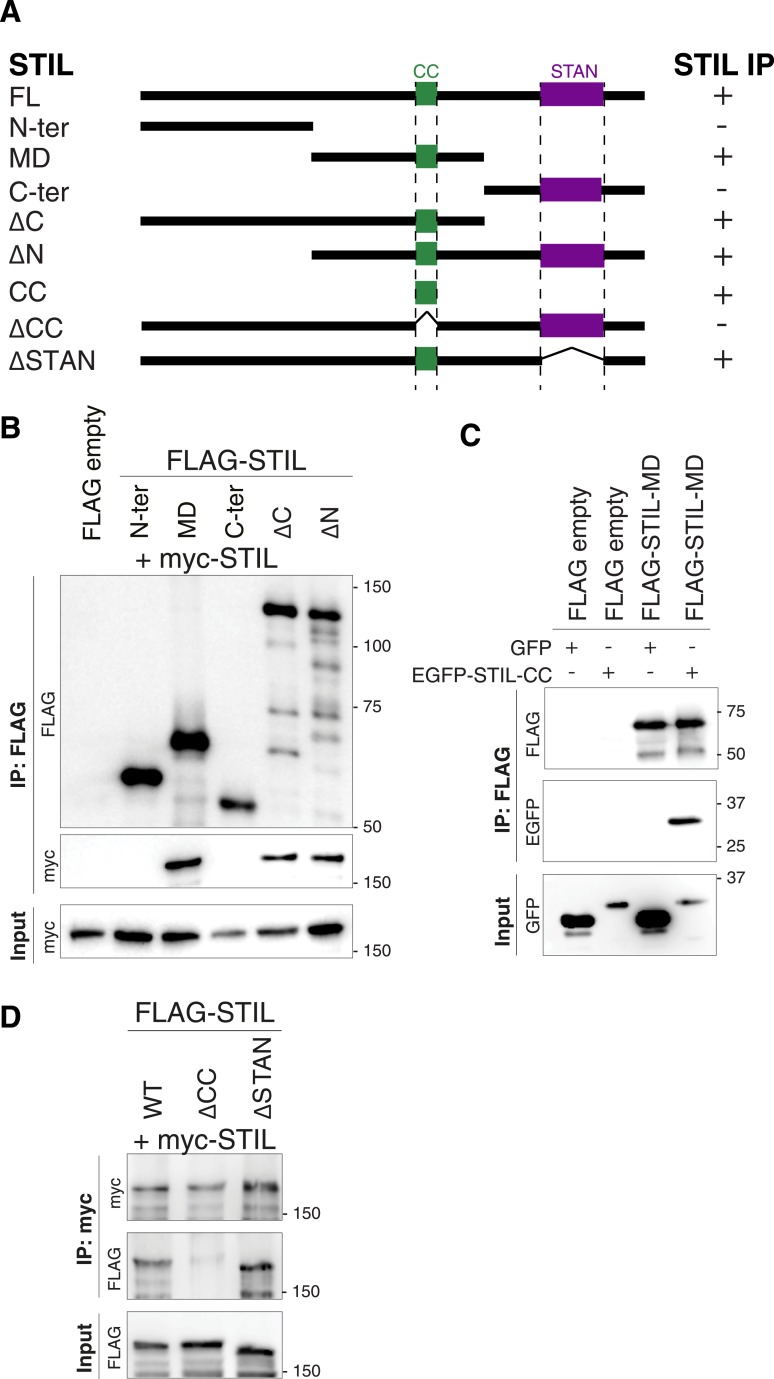 Figure 3—figure supplement 1.