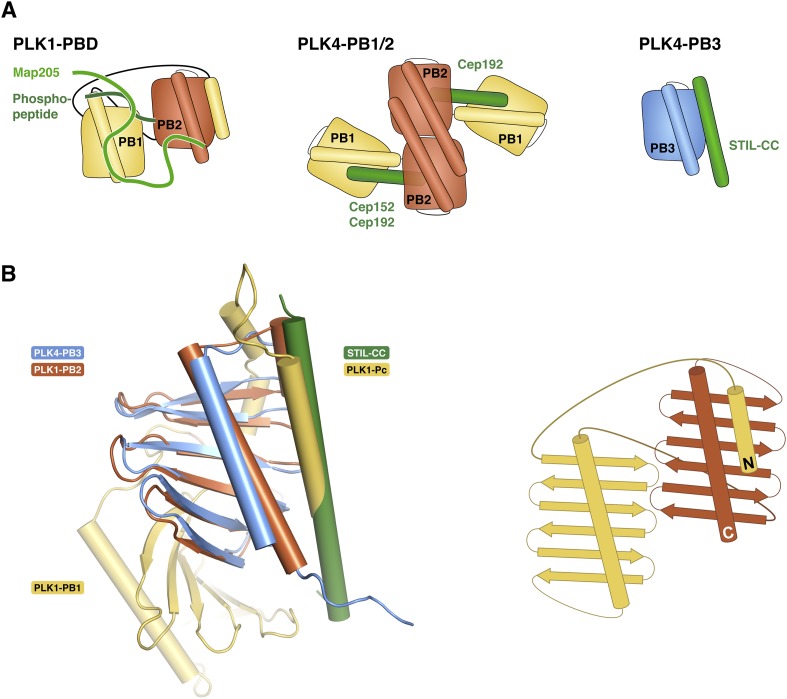 Figure 6—figure supplement 2.