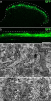Fig 9