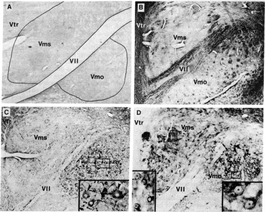 graphic file with name pnas00460-0343-a.jpg