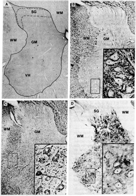 graphic file with name pnas00460-0342-a.jpg