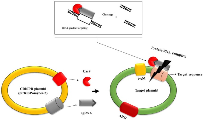 FIGURE 3