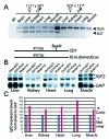 FIG. 2.