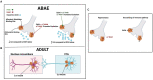 Graphical Abstract