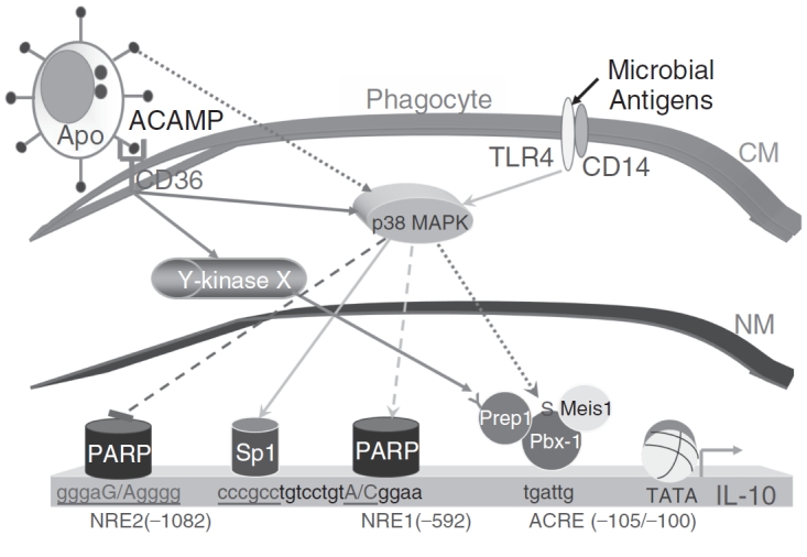 FIG. 1. 